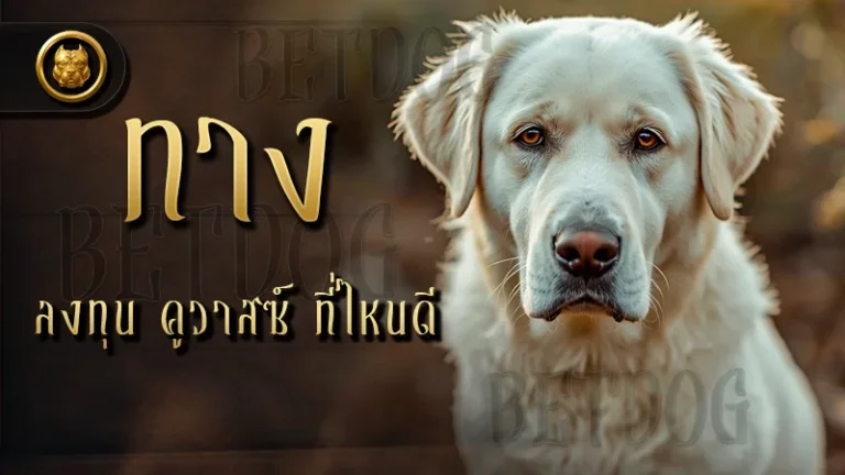 ทางลงทุน คูวาสซ์ ที่ไหนดี