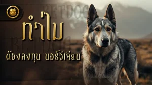 ทำไมต้อง ลงทุน นอร์วีเจียน