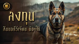 ลงทุน กับนอร์วีเจียน มีอะไร