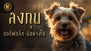 ลงทุน นอร์ฟอล์ก ดีอย่างไร