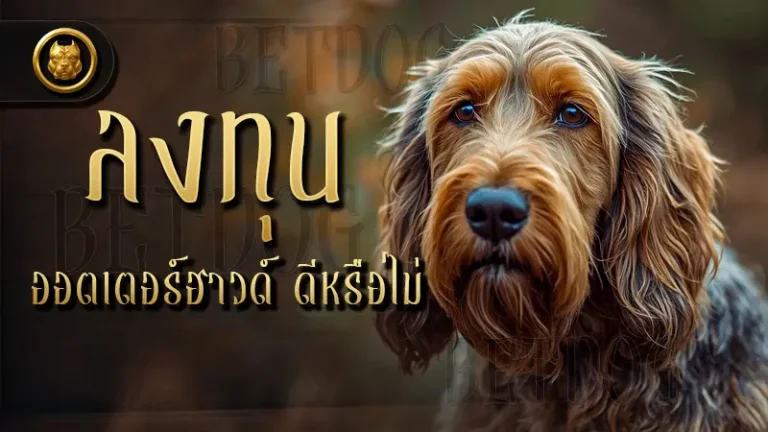 ลงทุน ออตเตอร์ฮาวด์ ดีหรือไม่