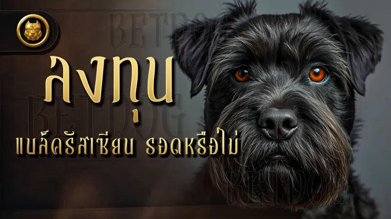 ลงทุน แบล็ค รัสเซียน รอดหรือไม่