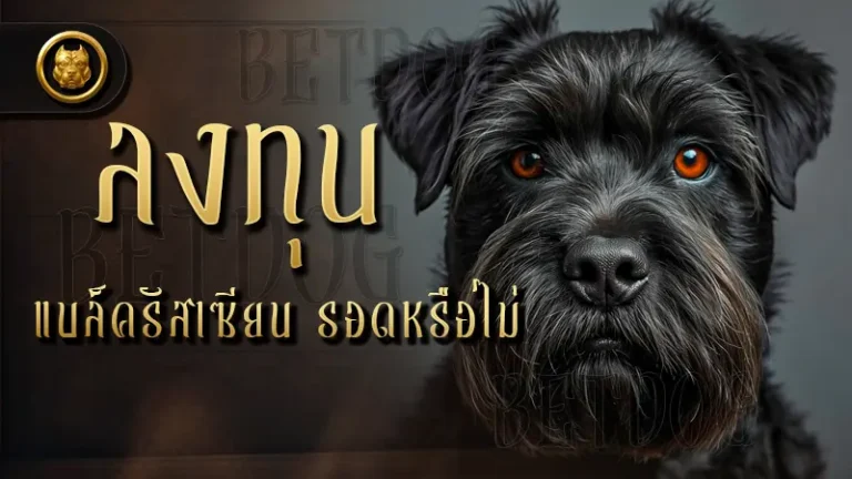 ลงทุน แบล็ครัสเซียน รอดหรือไม่
