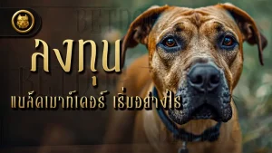 ลงทุนแบล็คเมาท์เคอร์ เริ่มอย่างไร