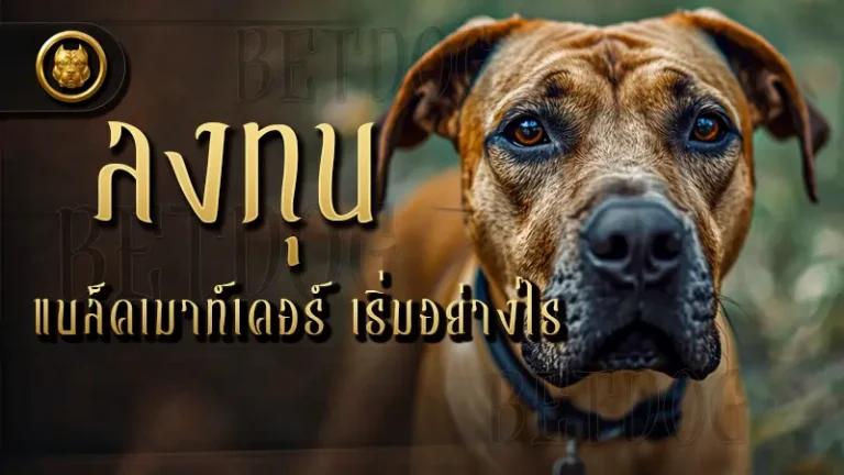 ลงทุนแบล็คเมาท์เคอร์ เริ่มอย่างไร