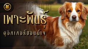 เพาะพันธุ์ คูอิกเกอร์ฮอนด์เจ
