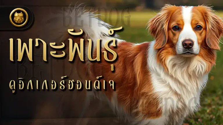 เพาะพันธุ์ คูอิกเกอร์ฮอนด์เจ