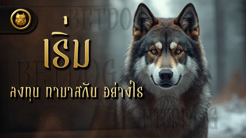 เริ่มลงทุน ทามาสกัน อย่างไร ส่องสุนัขจากฟินแลนด์