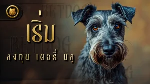 เริ่มลงทุน เคอรี่ บลู
