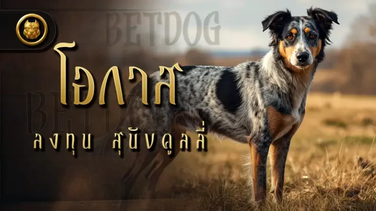 โอกาส ลงทุน สุนัขคูลลี่