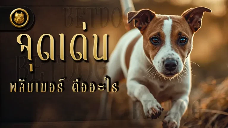 จุดเด่น พลัมเมอร์ คืออะไร