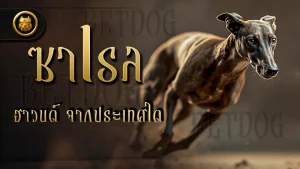 ซาเรล ฮาวนด์ จากประเทศใด