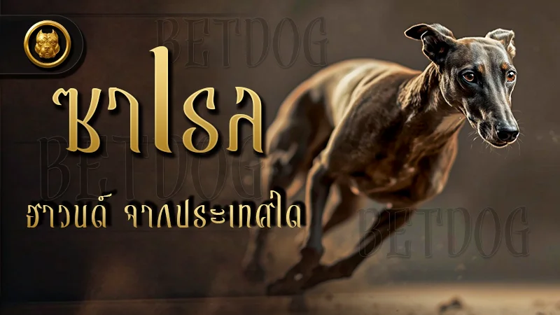 ซาเรล ฮาวนด์ จากประเทศใด