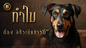 ทำไมต้อง ลิทัวเนียฮาวด์
