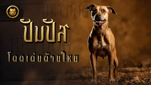 ปัมปัส โดดเด่นด้านไหน
