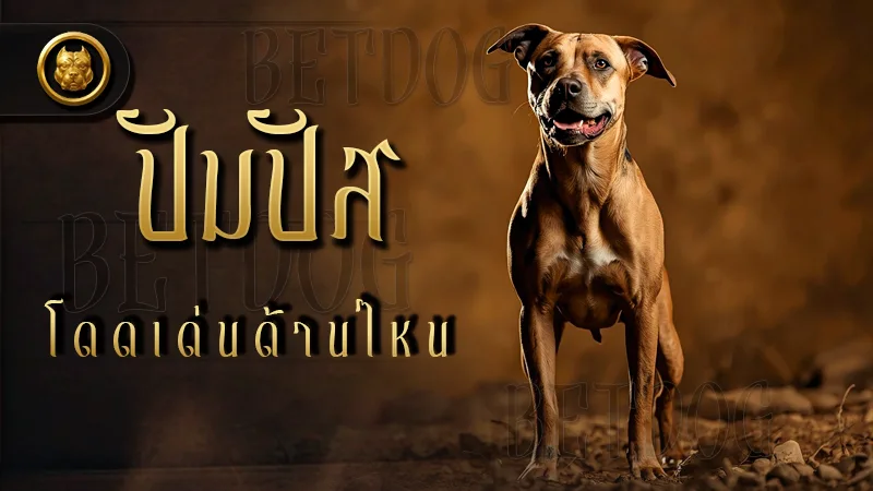 ปัมปัส โดดเด่นด้านไหน