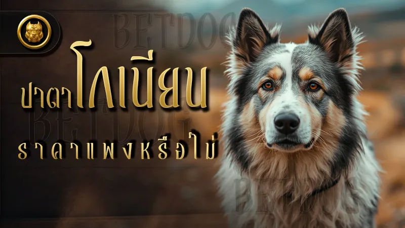 ปาตาโกเนียน ราคาแพงหรือไม่