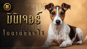 มินิเจอร์ โดดเด่นอะไร