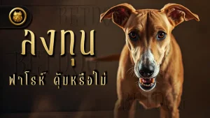 ลงทุน ฟาโรห์ คุ้มหรือไม่