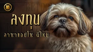 ลงทุน ลาซาแอปโซ ดีไหม