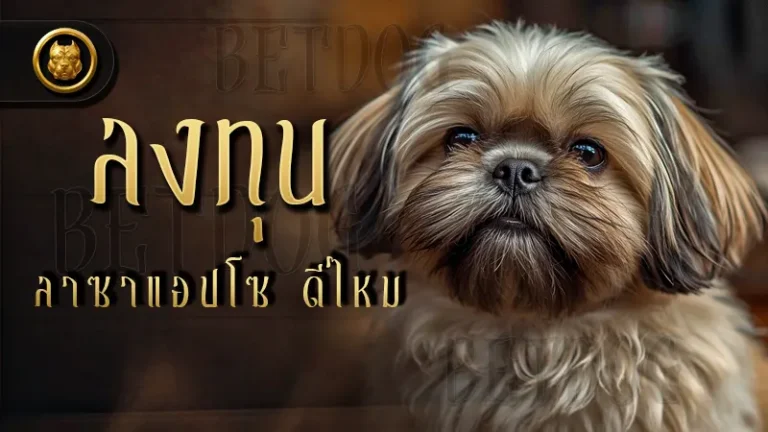 ลงทุน ลาซาแอปโซ ดีไหม