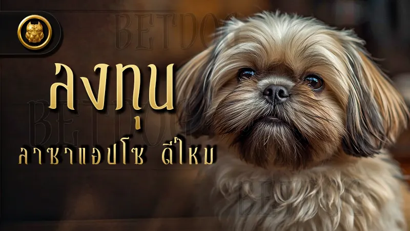 ลงทุน ลาซาแอปโซ ดีไหม สุนัขขนสวยในทิเบต