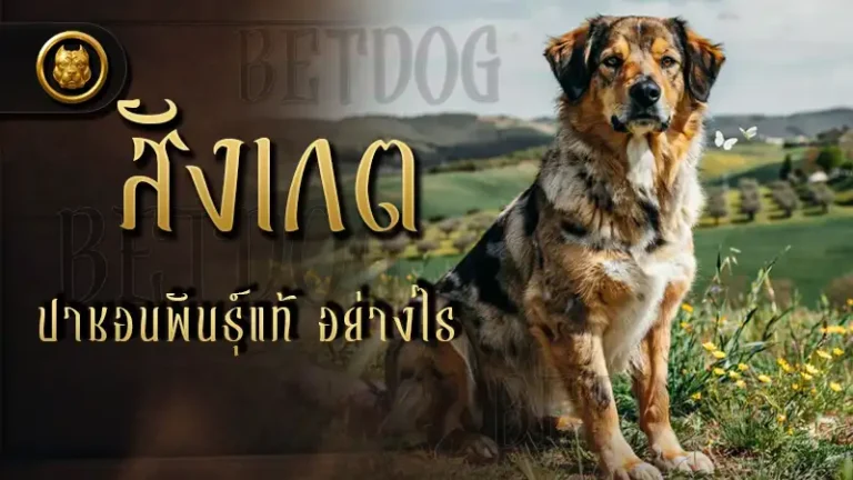 สังเกต ปาชอนพันธุ์แท้ อย่างไร
