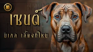 เซนต์ มิเกล เลี้ยงที่ไหน