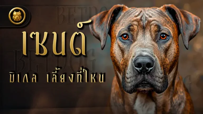 เซนต์ มิเกล เลี้ยงที่ไหน