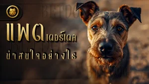 แพตเตอร์เดล น่าสนใจอย่างไร