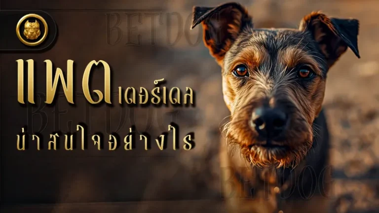 แพตเตอร์เดล น่าสนใจอย่างไร
