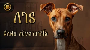 การฝึกฝน สุนัขคานาริโอ