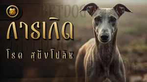 การเกิดโรค สุนัขโปลิช