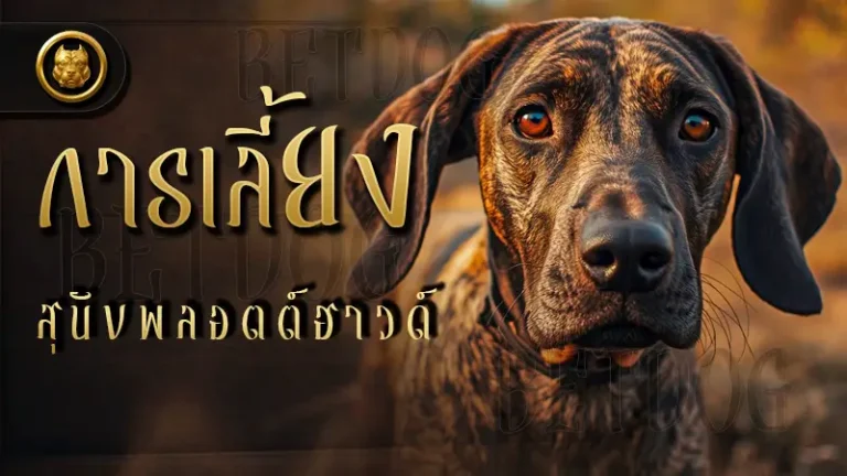การเลี้ยง สุนัขพลอตต์ฮาวด์