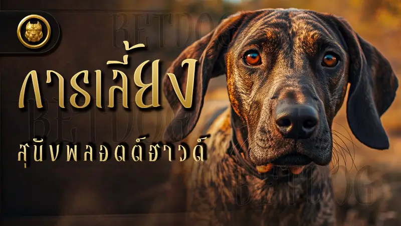 การเลี้ยง สุนัขพลอตต์ฮาวด์