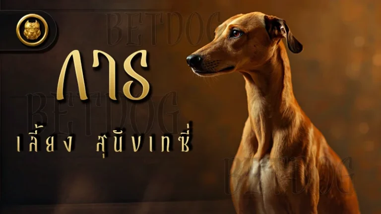 การเลี้ยง สุนัขเทซี่