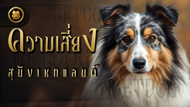 ความเสี่ยง สุนัขเชทแลนด์