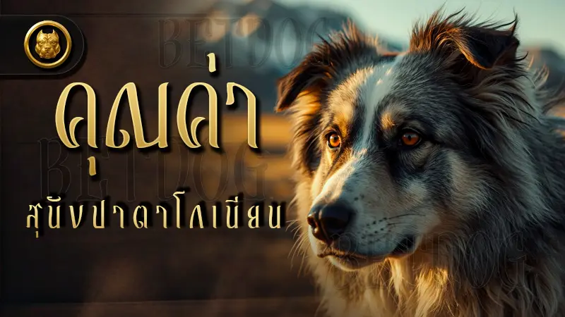 คุณค่า สุนัขปาตาโกเนียน