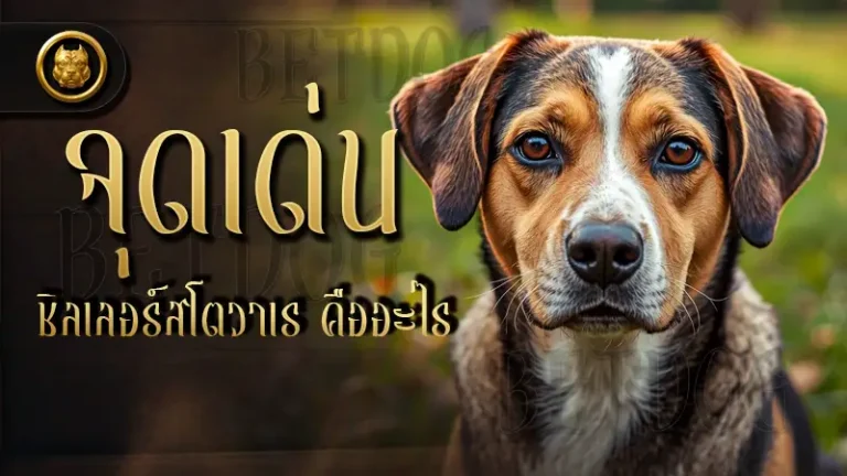 จุดเด่น ชิลเลอร์สโตวาเร คืออะไร