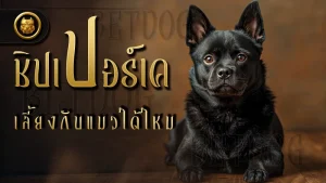 ชิปเปอร์เค เลี้ยงกับแมวได้ไหม