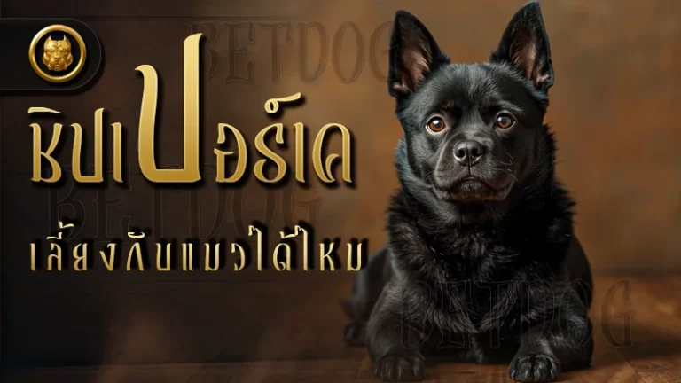ชิปเปอร์เค เลี้ยงกับแมวได้ไหม