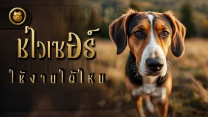 ชไวเซอร์ ใช้งานได้ไหม
