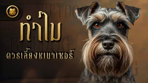 ทำไม ควรเลี้ยงชเนาเซอร์