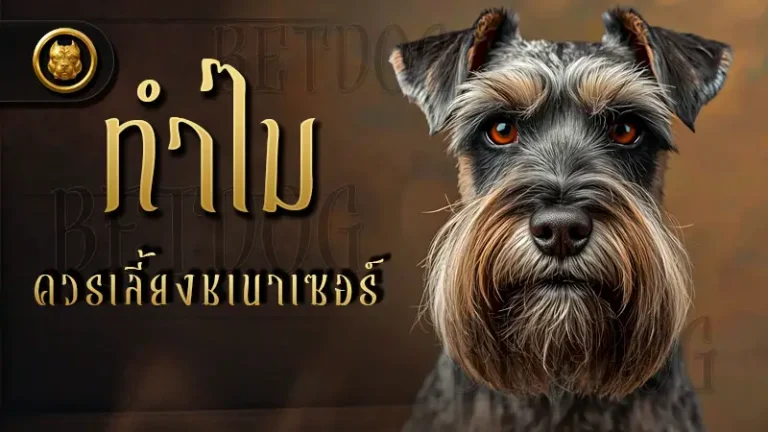 ทำไม ควรเลี้ยงชเนาเซอร์