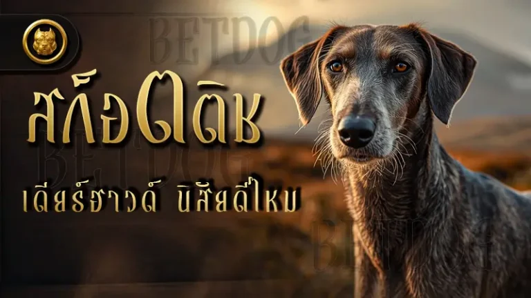 สก็อตติช เดียร์ฮาวด์ นิสัยดีไหม