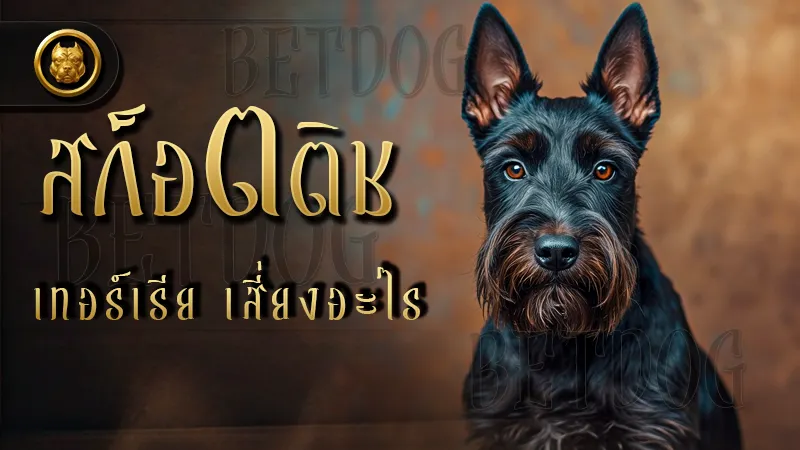 ถาม-ตอบ สก็อตติช เทอร์เรีย เสี่ยงอะไร