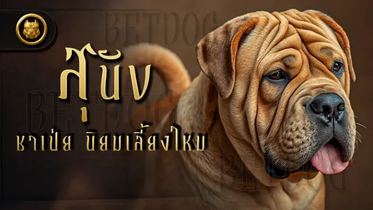 สุนัขชาเป่ย นิยมเลี้ยงไหม