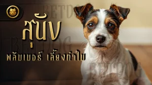 สุนัขพลัมเมอร์ เลี้ยงทำไม