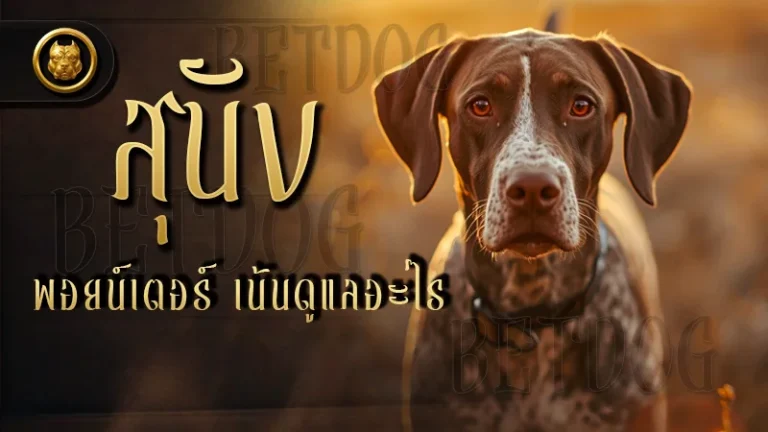 สุนัขพอยน์เตอร์ เน้นดูแลอะไร