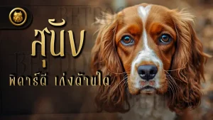 สุนัขพิคาร์ดี เก่งด้านใด